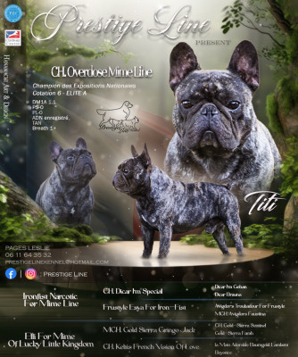 Étalon Bouledogue français - CH. Overdose mime line