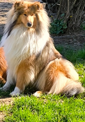 Étalon Colley à poil long - Alice De Pepsie Pep's