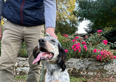 Étalon Setter Anglais - TR. Sisko Des Bords De Cisse