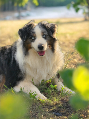 Étalon Berger Américain Miniature - Sunny i love you De La Folle Emprise