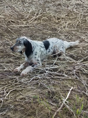 Étalon Setter Anglais - TR. Sisko Des Bords De Cisse