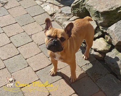 Étalon Bouledogue français - Arémorica te lilly de Crocs Minilus