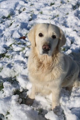 Étalon Golden Retriever - (Viki) Vic du grand sénéchal