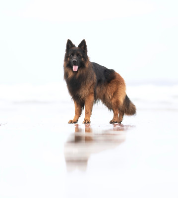 Étalon Berger Allemand Poil Long - Venom de starke wolfe