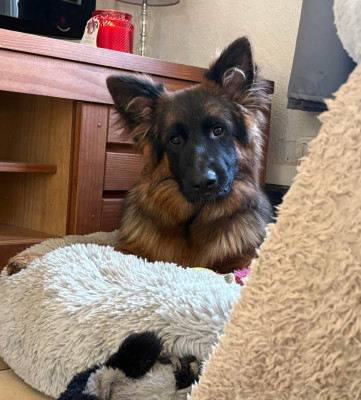 Étalon Berger Allemand Poil Long - Azur Of Breizh Shepherd