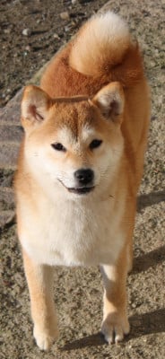 Étalon Shiba - Akira La Colline D'olga