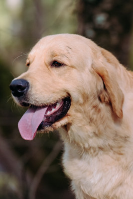 Étalon Golden Retriever - A glimpse of db dreams De La Petite Sulka