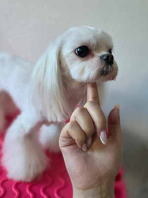 Étalon Bichon maltais - Max Malt white