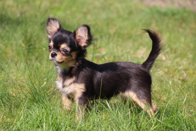 Étalon Chihuahua - APPOLINE HAPPY ENDING des Terres de la Faisanderie