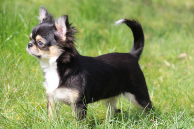 Étalon Chihuahua - ARANIA EXUMAI des Terres de la Faisanderie