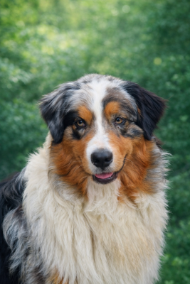 Étalon Berger Australien - Wild wild west eastwood Of Jamandco