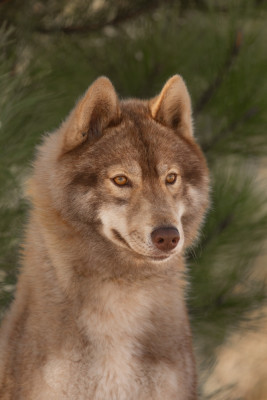 Étalon Siberian Husky - Chiara della bella clarissa