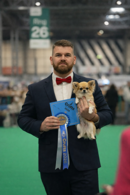 Étalon Chihuahua - CH. Vienna secret of angels