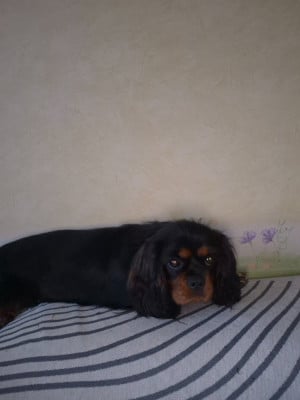 Étalon Cavalier King Charles Spaniel - ATHENA NOM NAISSANCE ALICE (Sans Affixe)