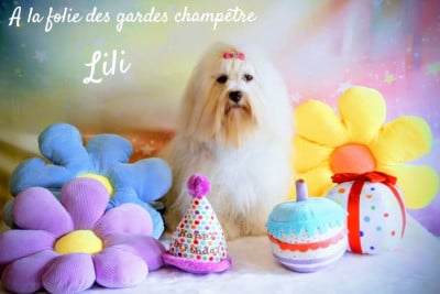 Étalon Bichon Havanais - A la folie Des gardes champetres