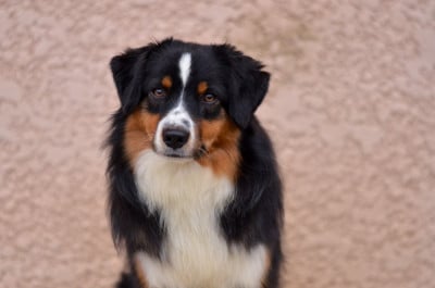 Étalon Berger Américain Miniature - Avada kedavra Of Dragonstone Fire