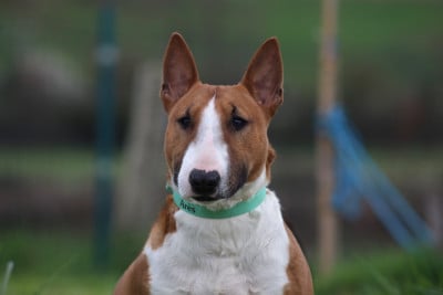 Étalon Bull Terrier Miniature - Torrid Blaze venturesome