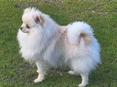 Étalon Spitz allemand - Alizee de brachy-blanche