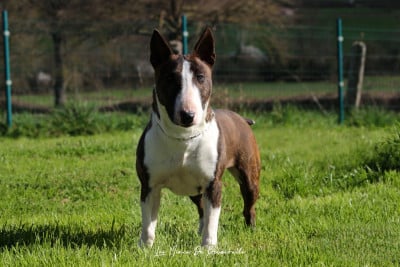 Étalon Bull Terrier Miniature - Vicky Des Minis De Belzebulls