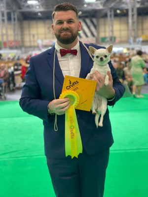 Étalon Chihuahua - CH. Teacup Des graines de stars