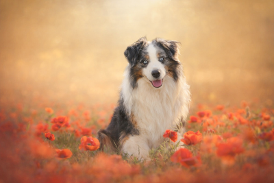 image de Sunny i love you