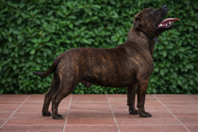 Vanquish the mountain De La Terre Des Bulls