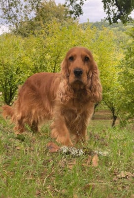 Étalon Cocker Spaniel Anglais - UNO des bois de la bro