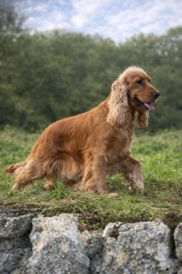Étalon Cocker Spaniel Anglais - TAGADA des bois de la bro