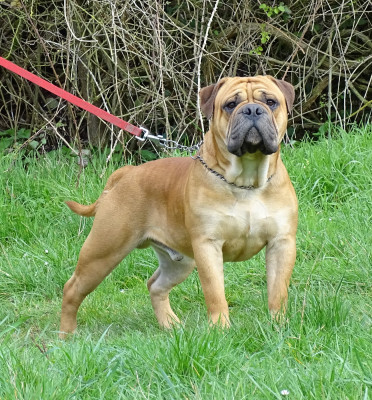Étalon Bulldog continental - Viking de Peyriac de Mer