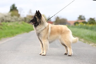 Étalon Berger Belge - Shepherds Of Paradise Shana