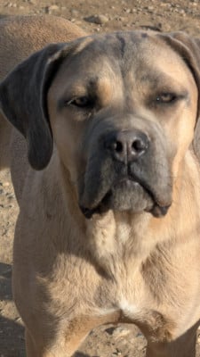 Étalon Cane Corso - Apocalypse des Légendes de Goliath