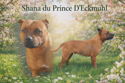 Étalon Staffordshire Bull Terrier - Shana Du Prince D'Eckmuhl