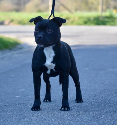 Étalon Staffordshire Bull Terrier - Skillstaff Ad vitam aeternam
