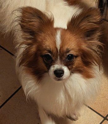 Étalon Epagneul nain Continental (Papillon) - Valmy-tyffanie au Royaume D'ultra