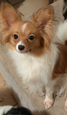 Étalon Epagneul nain Continental (Papillon) - Altesse-royale-poupie De La Fée Violette