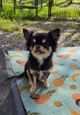 Étalon Chihuahua - Verry good girl du Clan d'Adonis