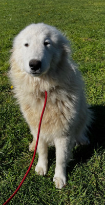 Étalon Chien de Montagne des Pyrenees - Vaillante Du Hameau Des Nours