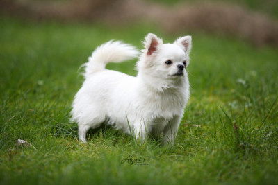 Étalon Chihuahua - AVADA KEDAVRA des Terres de la Faisanderie