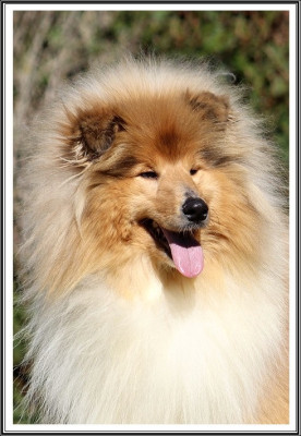 Étalon Colley à poil long - Ange ou démon du bois des amazones