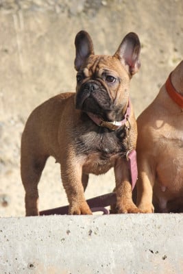 Étalon Bouledogue français - Akuna matata de l'Empire des Hellls