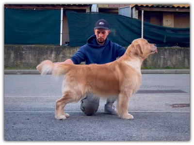 Étalon Golden Retriever - olvinglay Hogwarts mystery