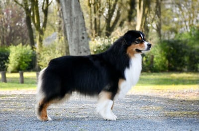 Étalon Berger Australien - Vegeta du chemin de la belle etoile