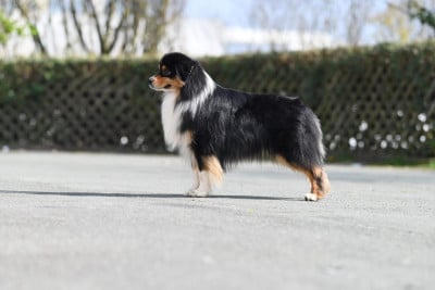 Étalon Berger Australien - Valentino du chemin de la belle etoile