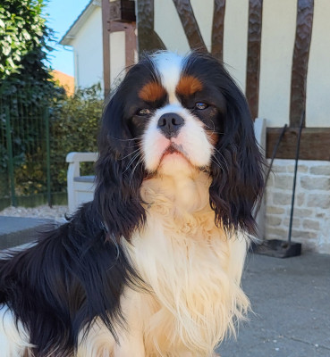Étalon Cavalier King Charles Spaniel - Viens petit coeur des Princes de la foret noire