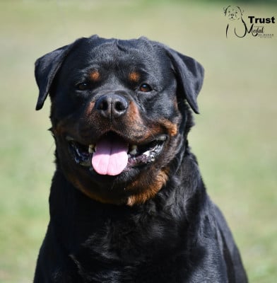 Étalon Rottweiler - Trust Vom Hause Matterhorn