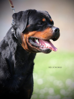 Étalon Rottweiler - V urus Von Der Vangfuller