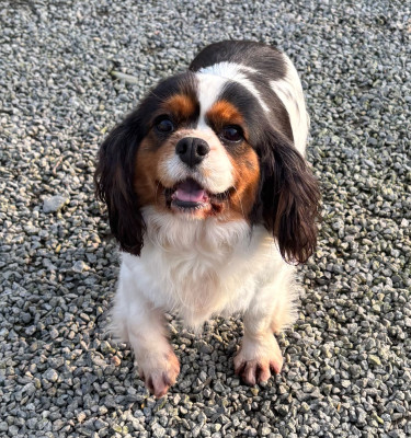 Étalon Cavalier King Charles Spaniel - Tash Des Vents D'Océan