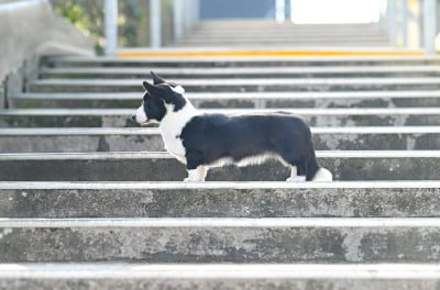 Étalon Welsh Corgi Cardigan - Amba De La Légende De Jupiter