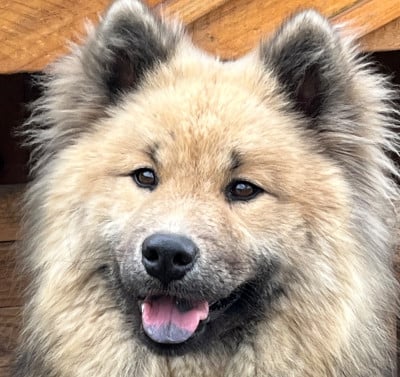 Étalon Eurasier - Anouk des Sables d'Olympe