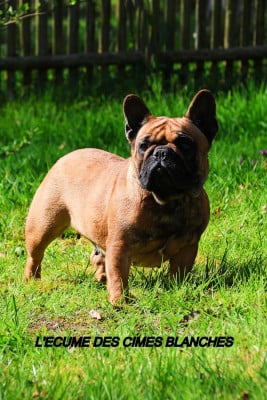 Étalon Bouledogue français - Un style comme jamais de l'écume des cimes blanches